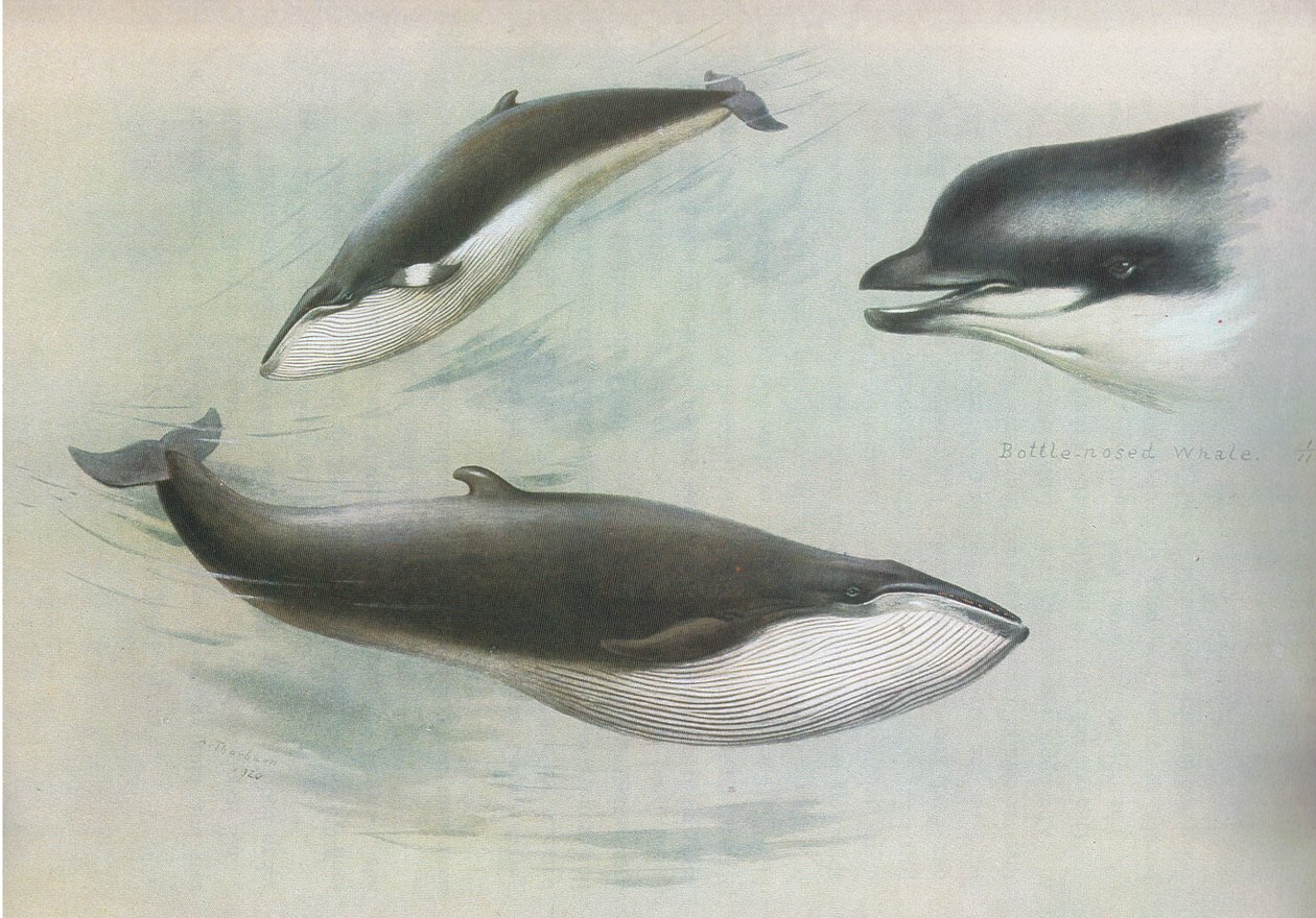 Lesser Rorqual og Rudolphs Rorqual, fra Thorburns Mammals utgitt av Longmans and Co, ca. 1920 av Archibald Thorburn