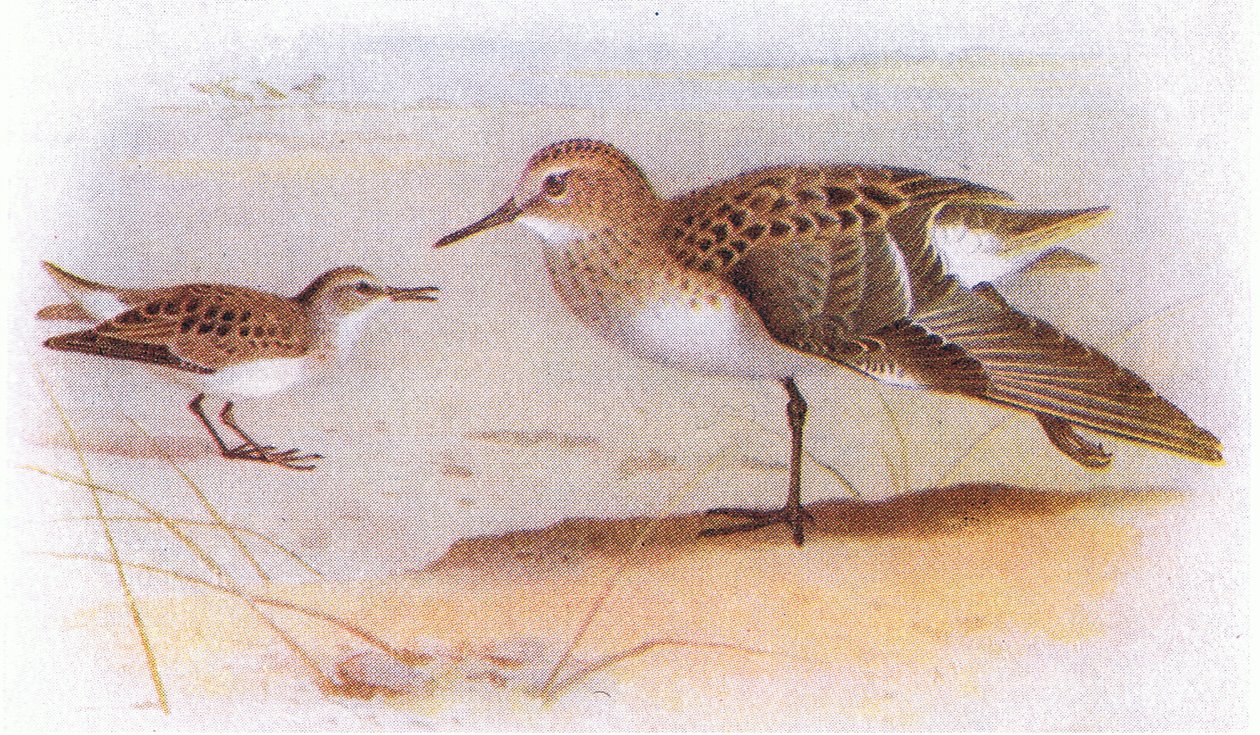 Little Stint, fra Birds of the British Isles and Their Eggs utgitt av Frederick Warne & Co Ltd, 1958 av Archibald Thorburn