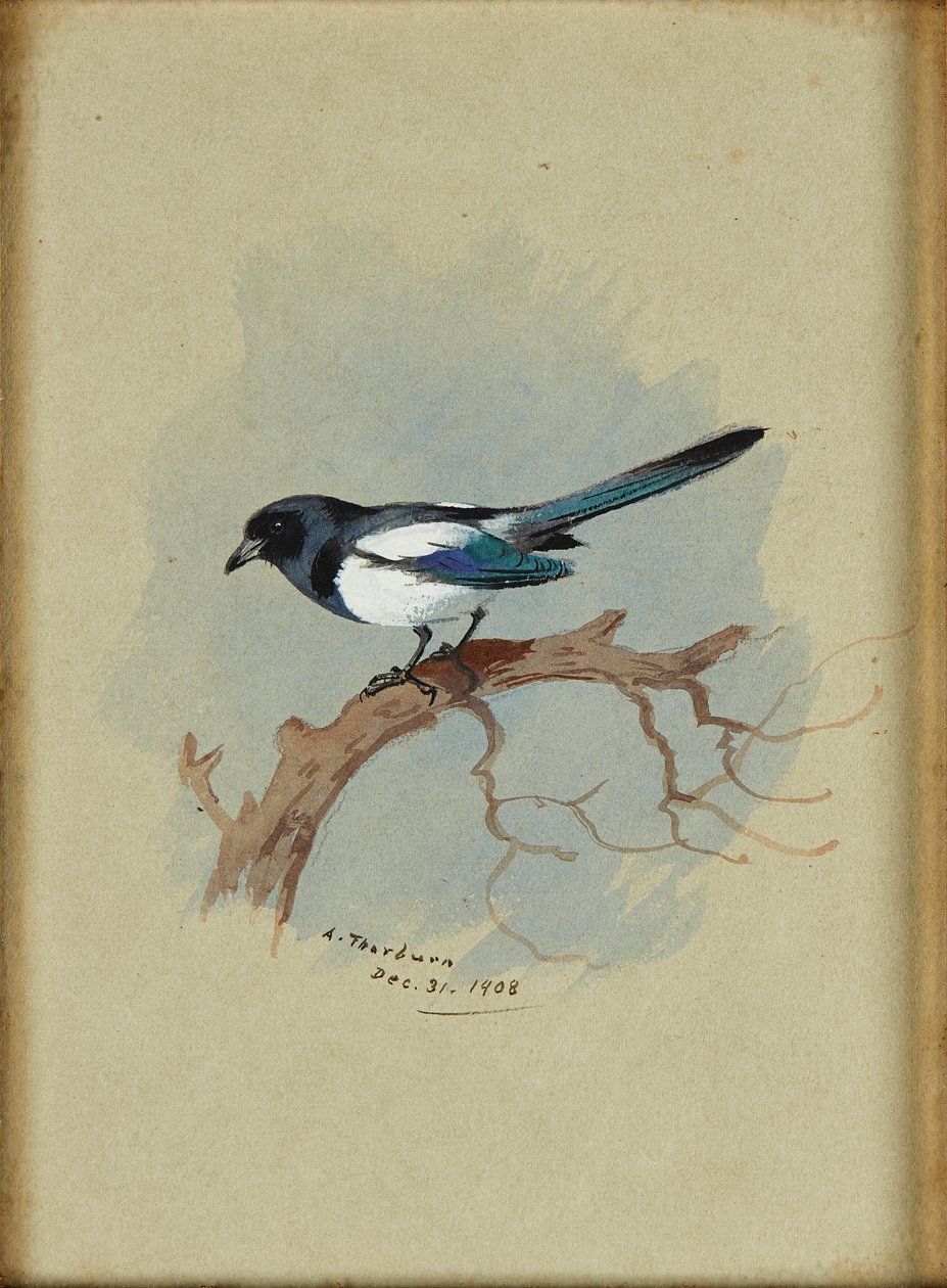 Magpie on a Branch (blekk og akvarell) av Archibald Thorburn