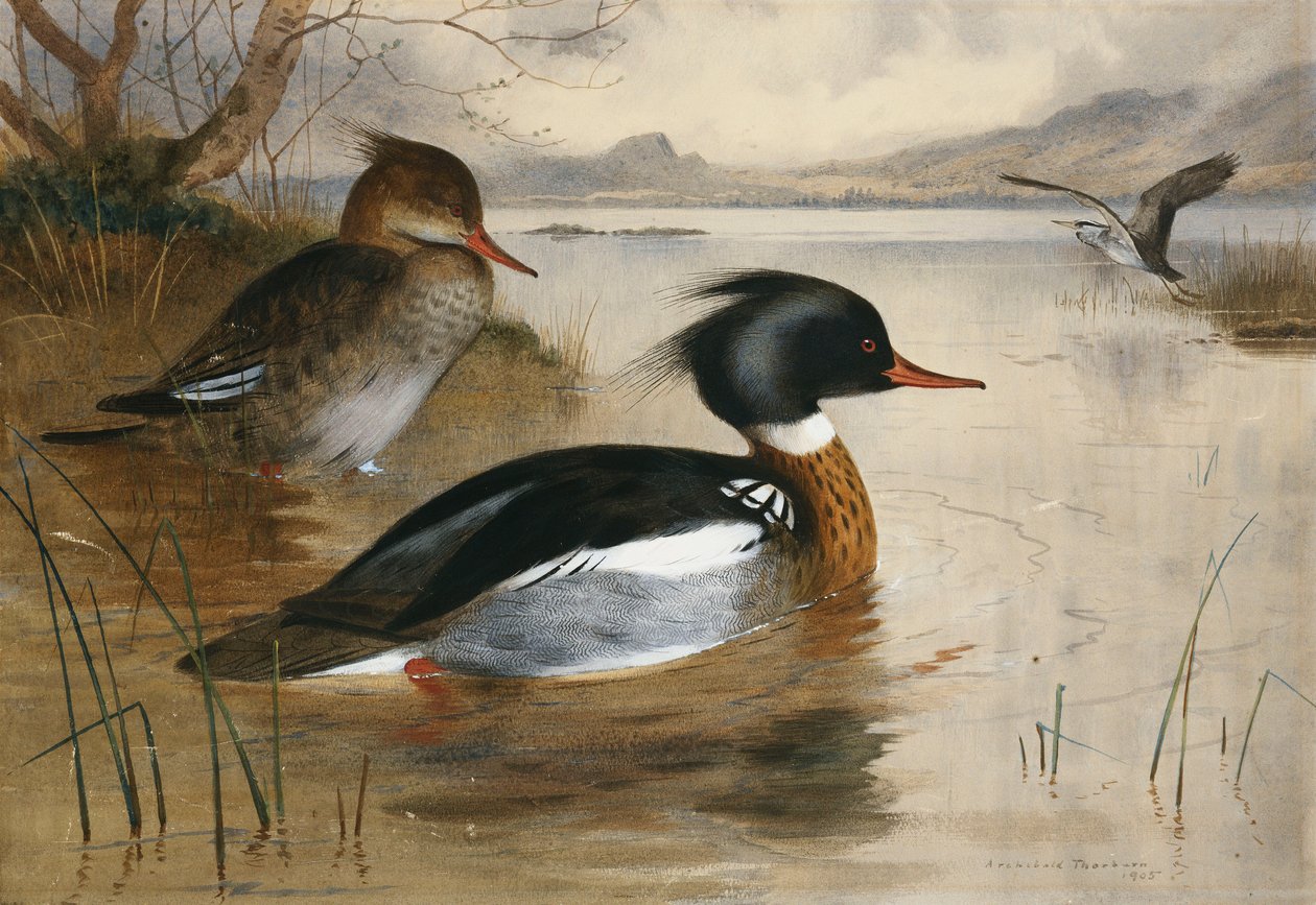 Mergansers, på Loch Maree av Archibald Thorburn