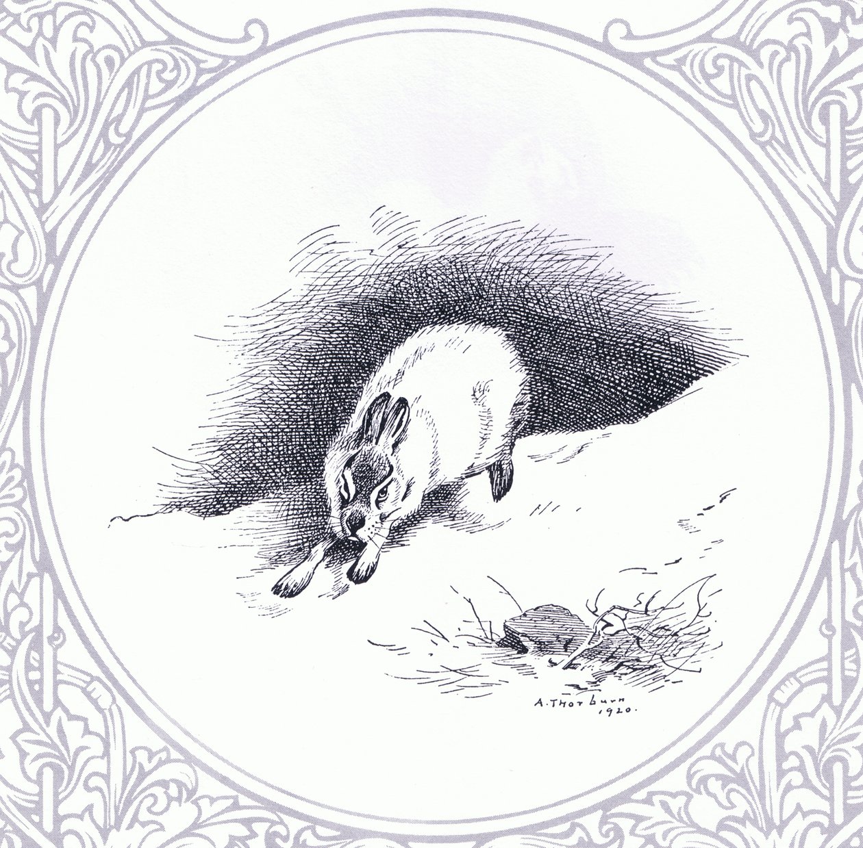 Mountain Hare, pub. av Book Club Associates av Archibald Thorburn