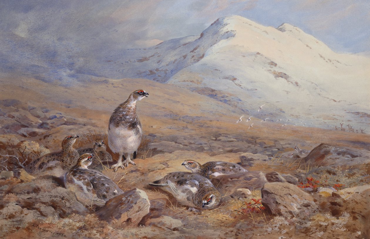 On the Ptarmigan Ground (akvarell) av Archibald Thorburn
