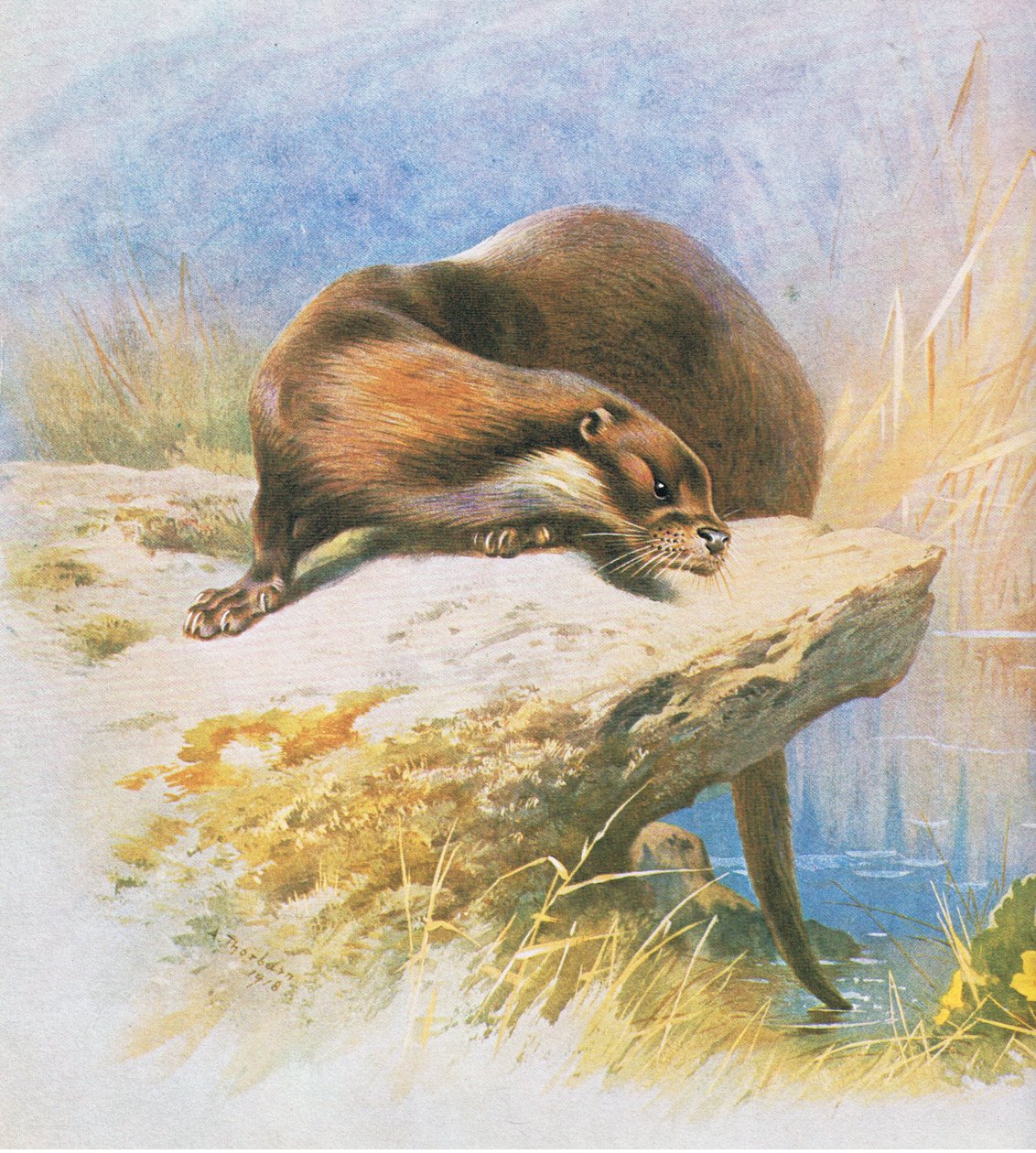 Otter, pub. av Book Club Associates, 1972 av Archibald Thorburn