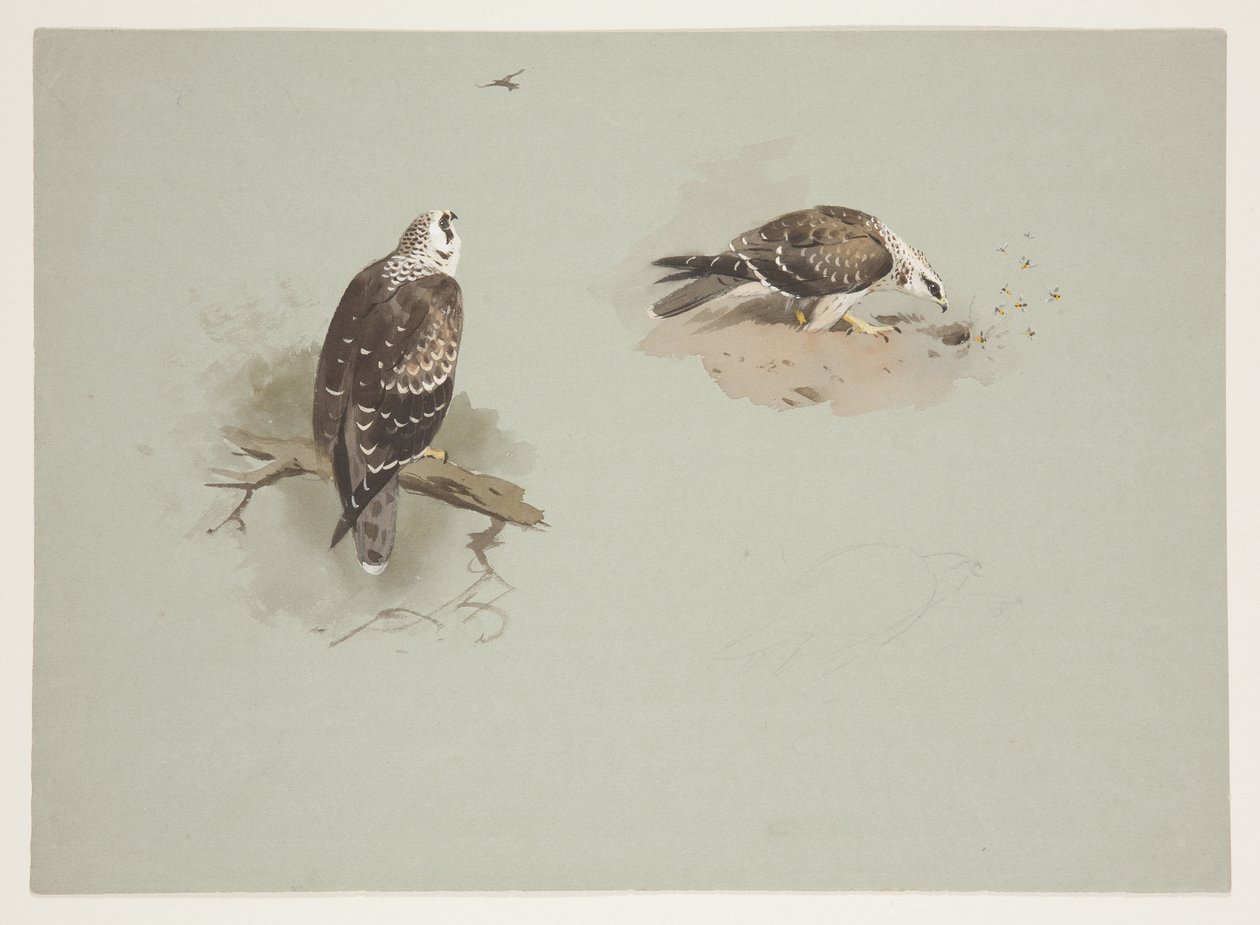 Blek honningbuzzard, ca. 1915 (akvarell og kroppsfarge over blyant på papir) av Archibald Thorburn