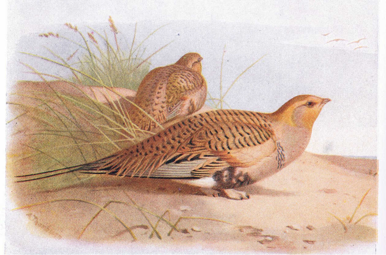 Pallass Sand Grouse, fra Birds of the British Isles and Their Eggs utgitt av Frederick Warne & Co Ltd, 1958 av Archibald Thorburn