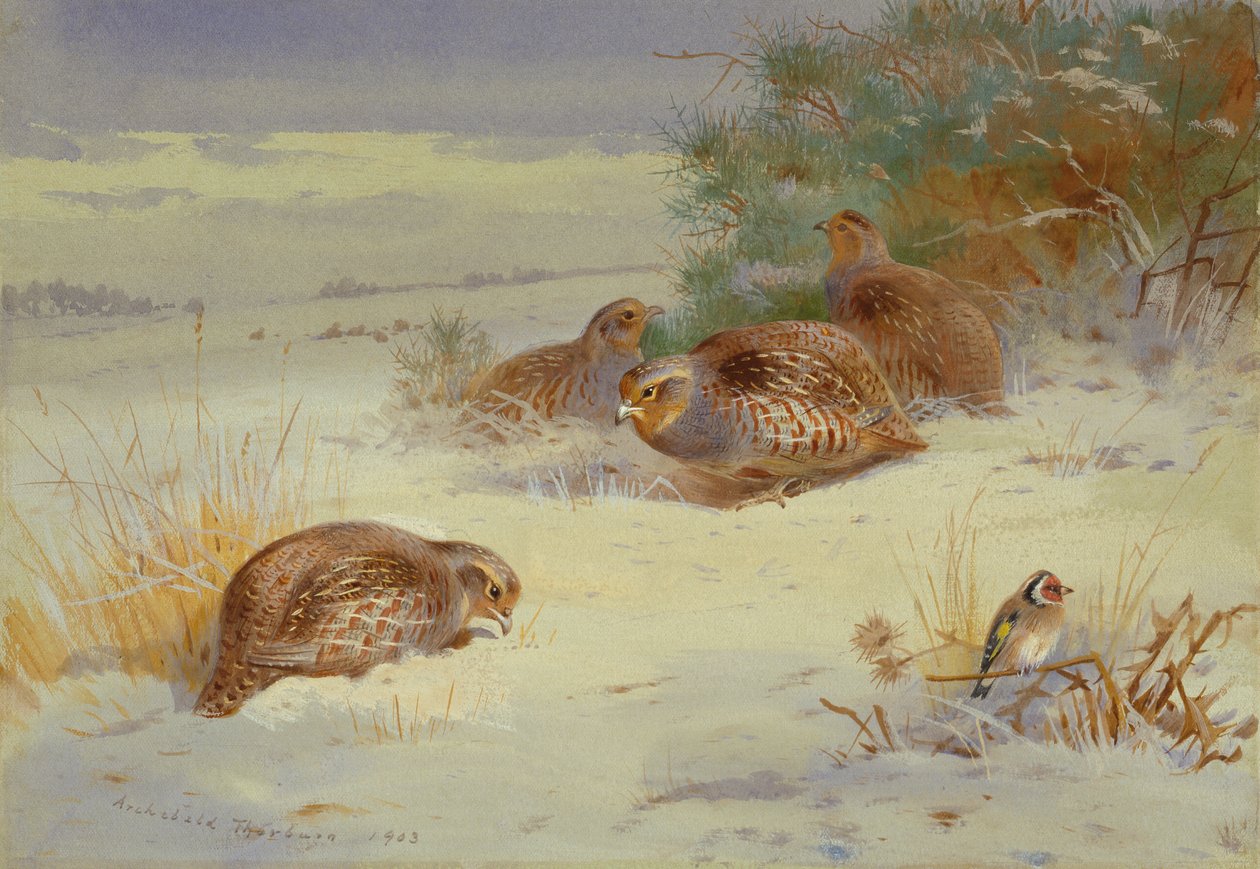  av Archibald Thorburn
