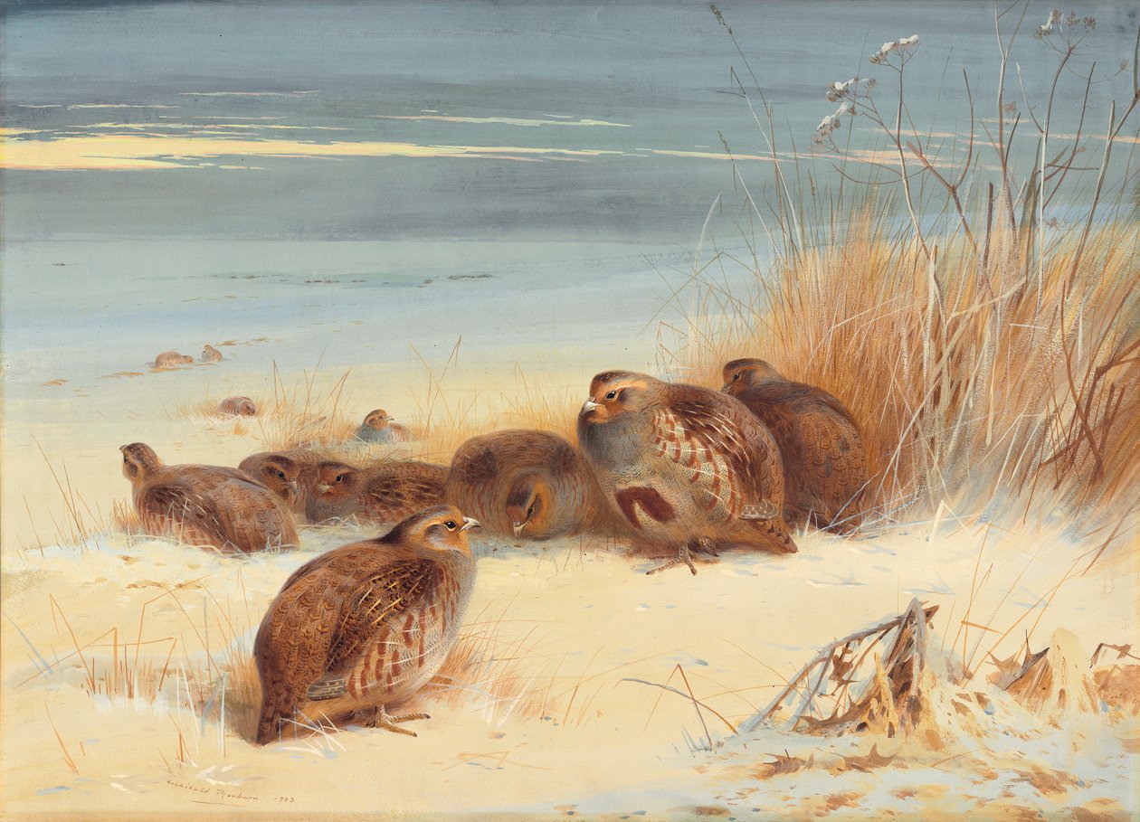 Rapphøne på en frostig morgen av Archibald Thorburn