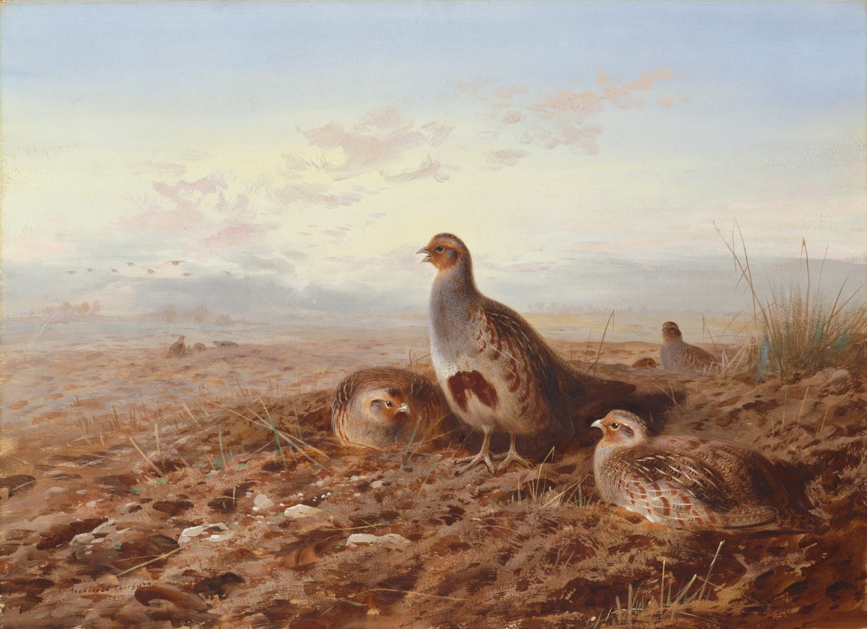 Rapphøns blant stubb av Archibald Thorburn