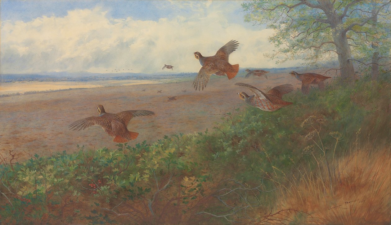 Rapphøns i flukt av Archibald Thorburn