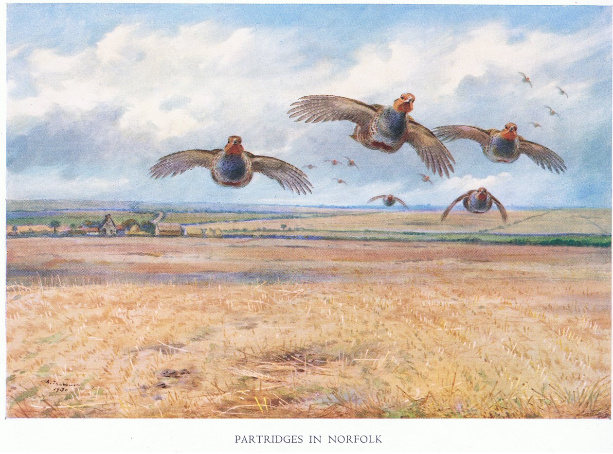 Patridges i Norfolk, 1938 av Archibald Thorburn