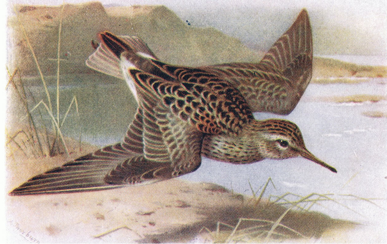 Pectoral Sandpiper, fra Birds of the British Isles and Their Eggs utgitt av Frederick Warne & Co Ltd, 1958 av Archibald Thorburn