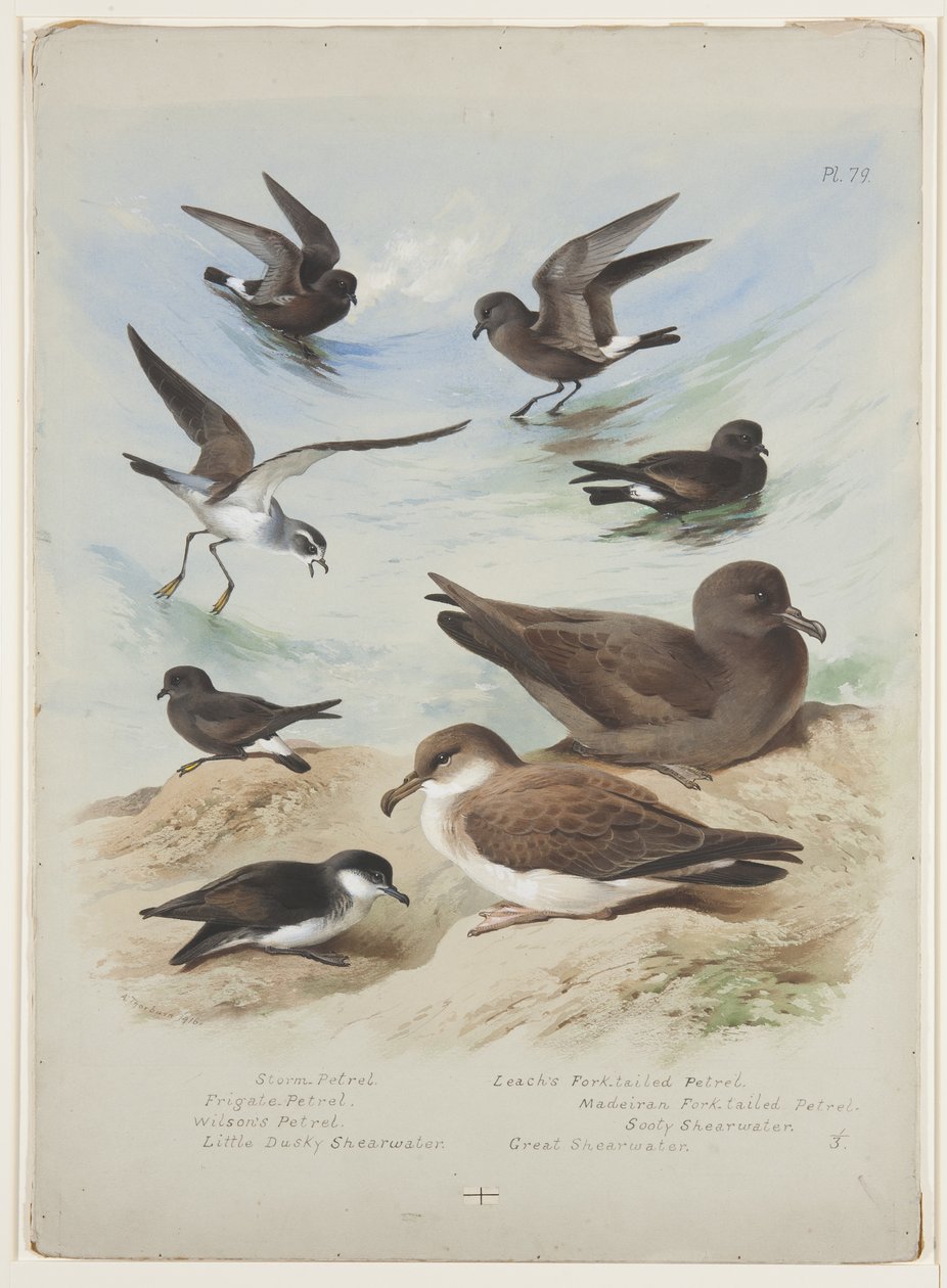 Petrels, ca. 1915 (akvarell og kroppsfarge over blyant på papir) av Archibald Thorburn