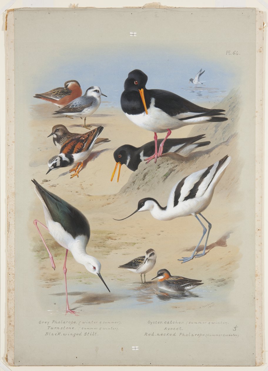 Phaleropes, oystercatcher, avocet, turnstone og stylte, ca. 1915 (akvarell og kroppsfarge med gummi arabicum over blyant om bord) av Archibald Thorburn
