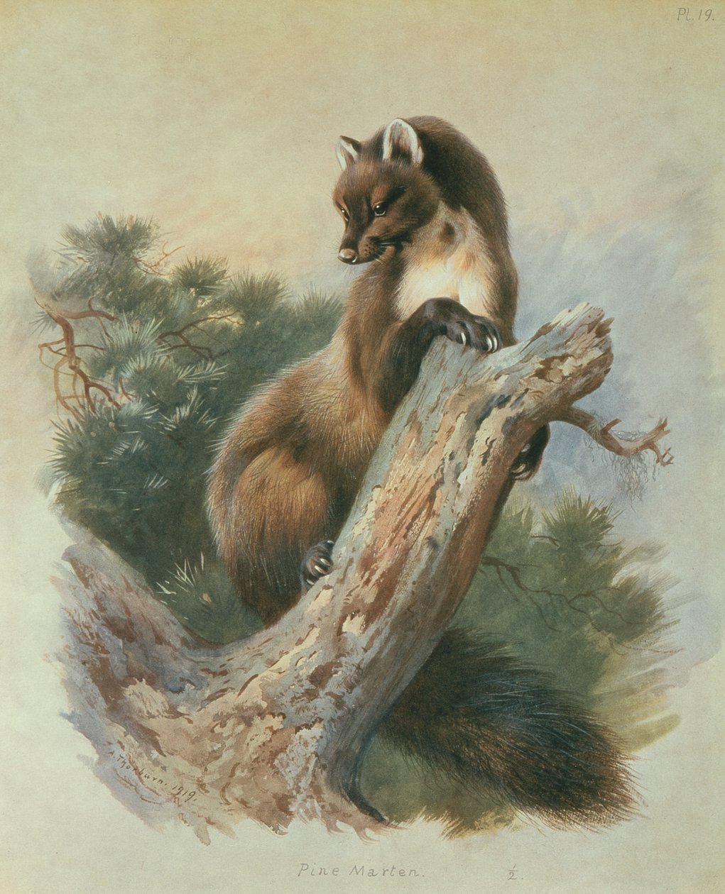 Furumår av Archibald Thorburn