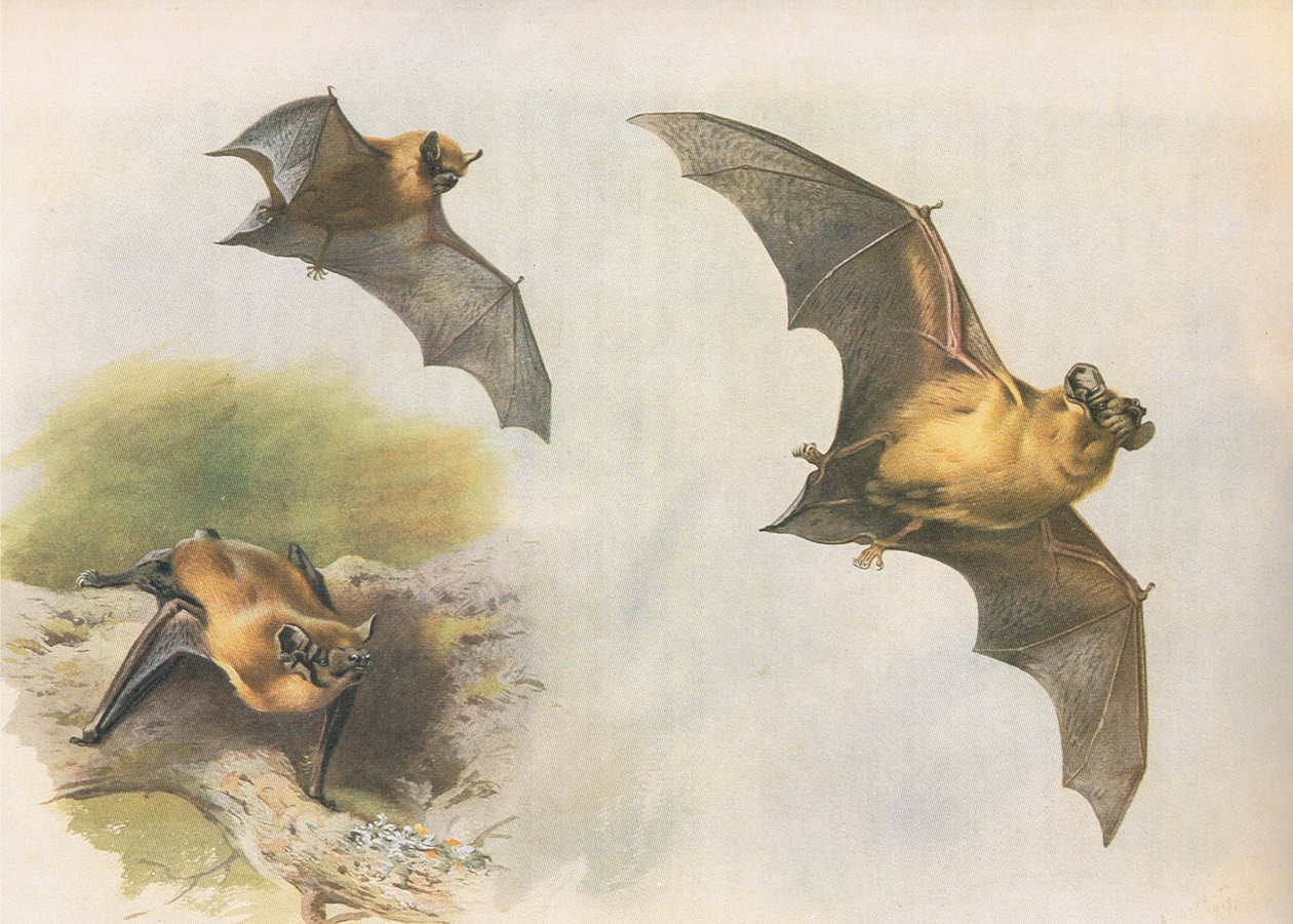 Pipistrelle eller Common Bat, fra Thorburns Mammals utgitt av Longmans and Co, ca. 1920 av Archibald Thorburn