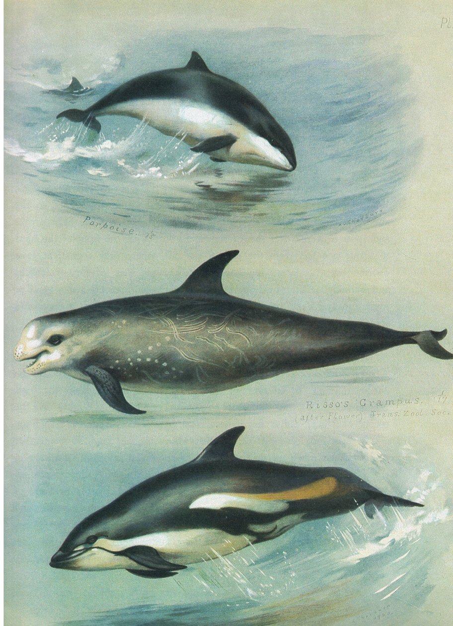 Niser, Rissos Grampus og White Sided Dolphin, fra Thorburn