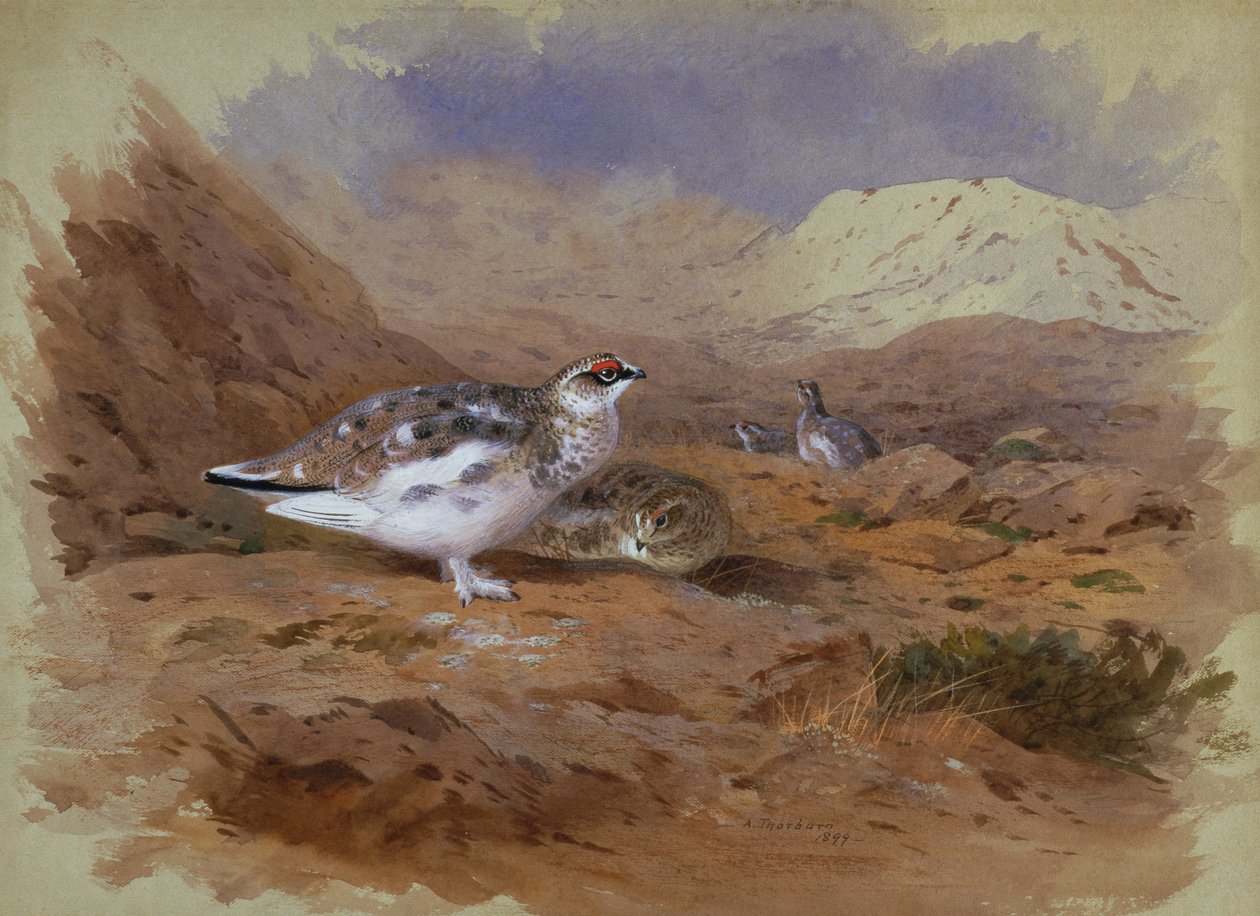 Rype i et høylandslandskap (akvarell) av Archibald Thorburn