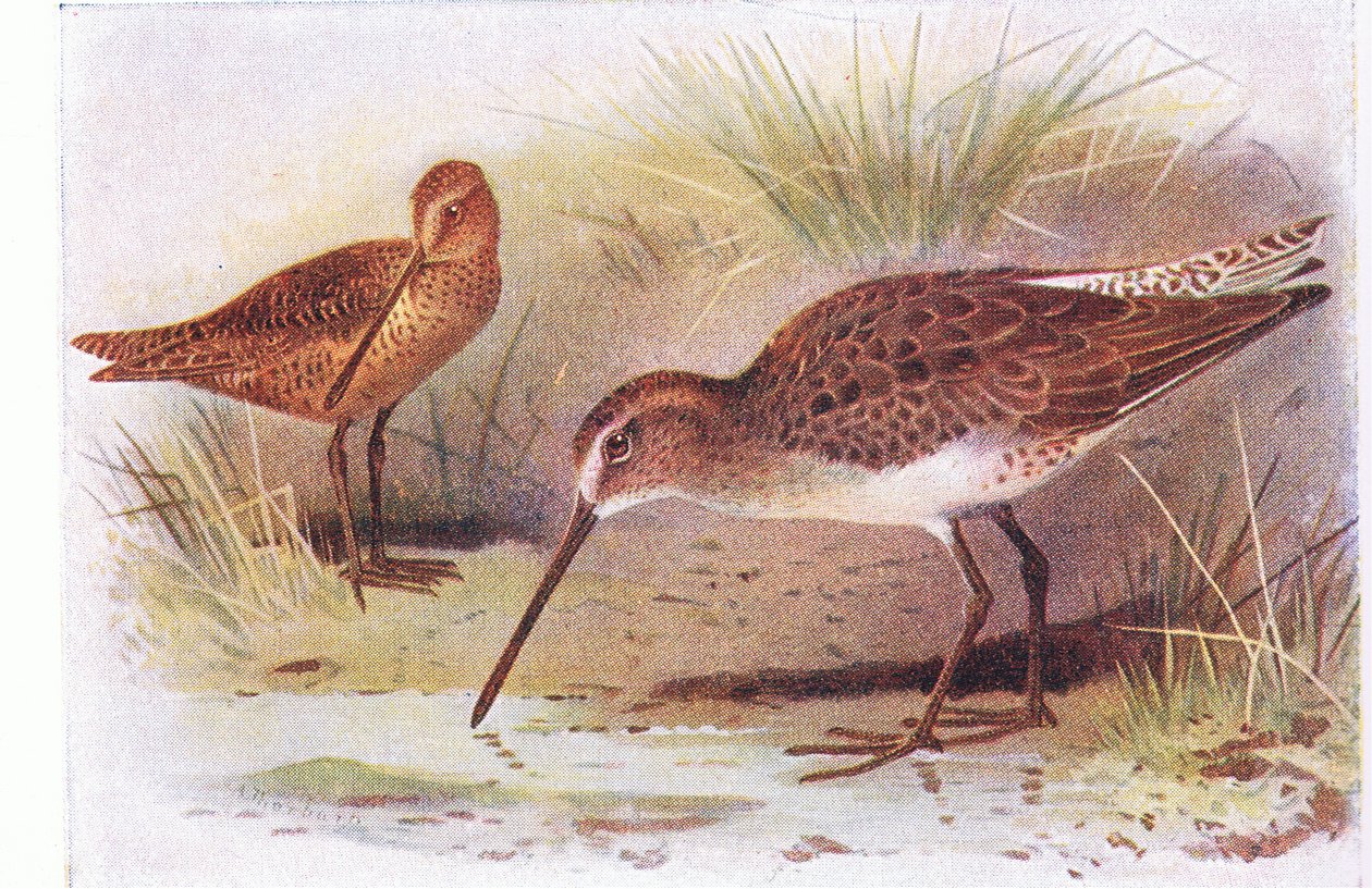 Red Breasted Snipe, fra Birds of the British Isles and Their Eggs utgitt av Frederick Warne & Co Ltd, 1958 av Archibald Thorburn