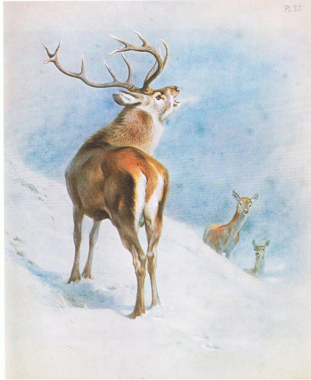 Red Deer, pub. av Book Club Associates av Archibald Thorburn