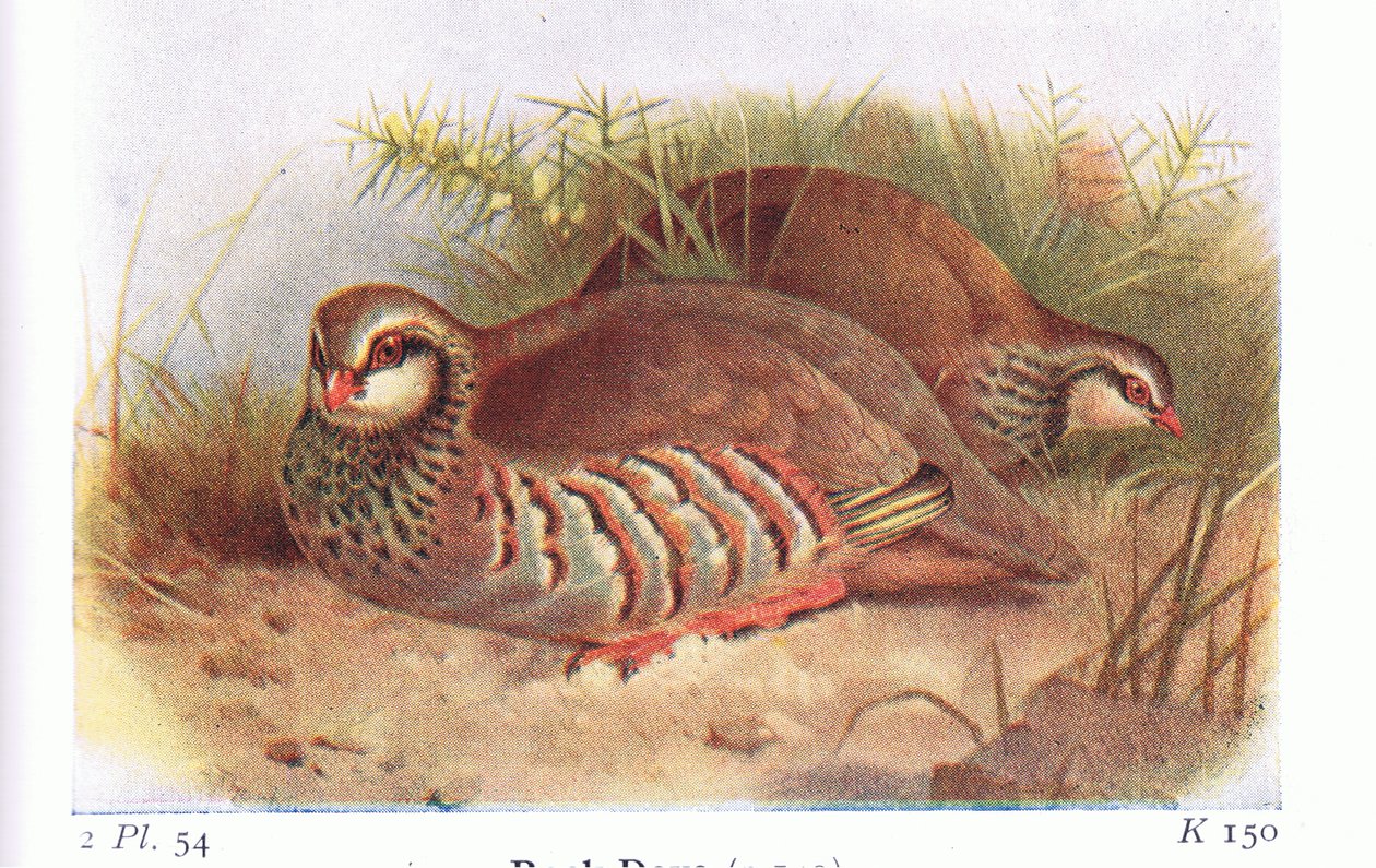 Red Legged Partridge, fra Birds of the British Isles and Their Eggs utgitt av Frederick Warne & Co Ltd, 1958 av Archibald Thorburn