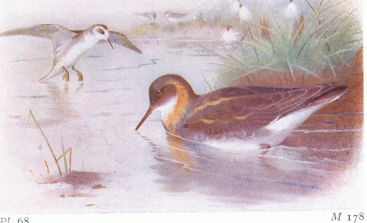 Red Necked Phalarope (sommer og høst), fra Birds of the British Isles and Their Eggs utgitt av Frederick Warne & Co Ltd, 1958 av Archibald Thorburn