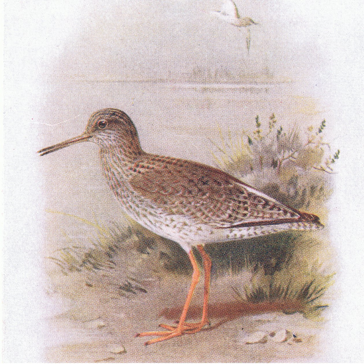 Redshank, fra Birds of the British Isles and Their Eggs utgitt av Frederick Warne & Co Ltd, 1958 av Archibald Thorburn