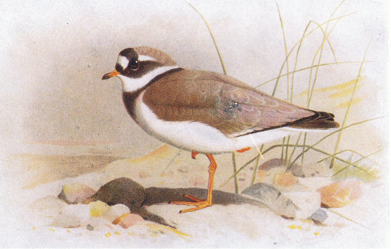 Ringed Plover, fra Birds of the British Isles and Their Eggs utgitt av Frederick Warne & Co Ltd, 1958 av Archibald Thorburn