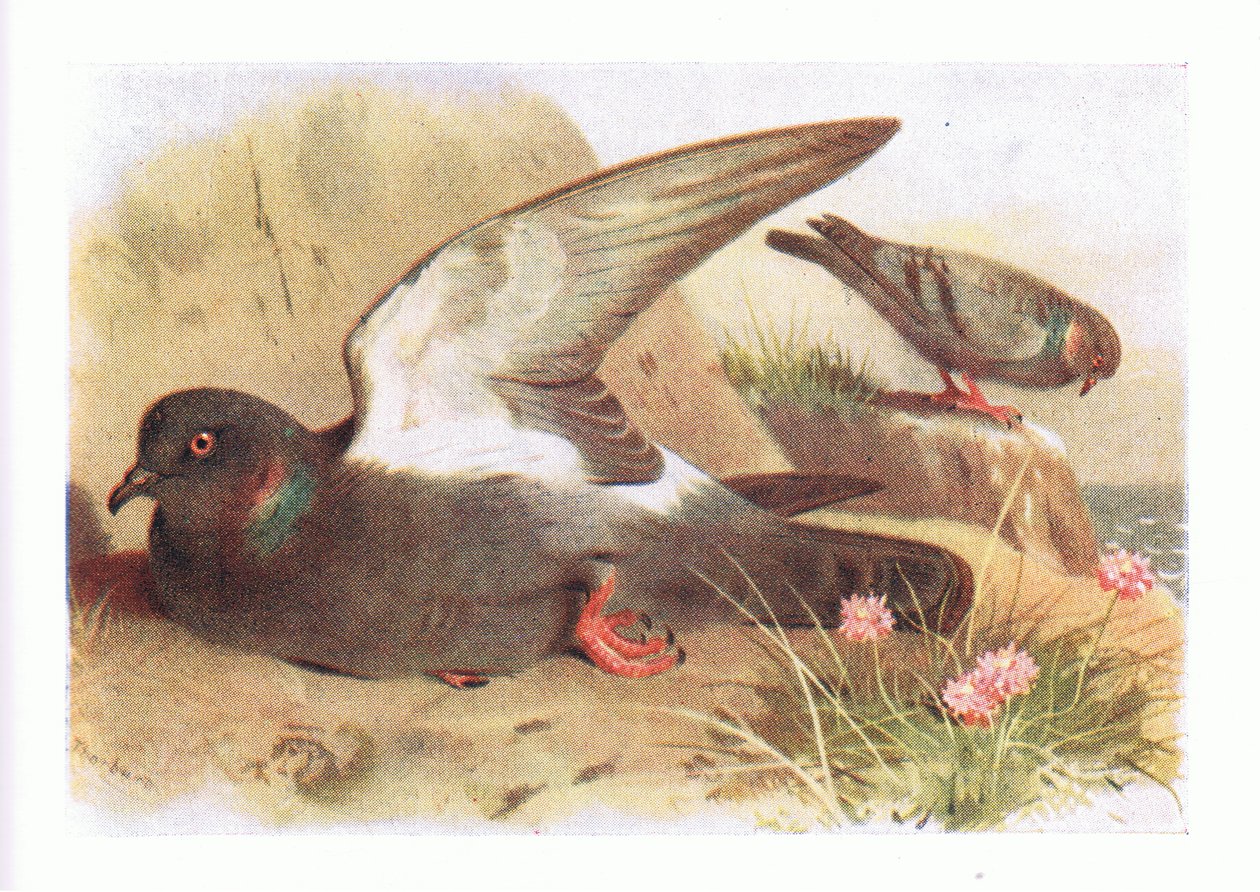 Rock Dove, fra Birds of the British Isles and Their Eggs utgitt av Frederick Warne & Co Ltd, 1958 av Archibald Thorburn