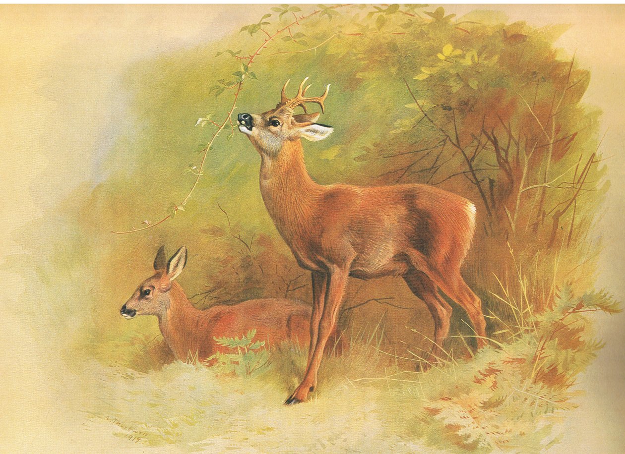 Roe Deer, fra thorburns Pattedyr utgitt av Longmans og Co, ca. 1920 av Archibald Thorburn