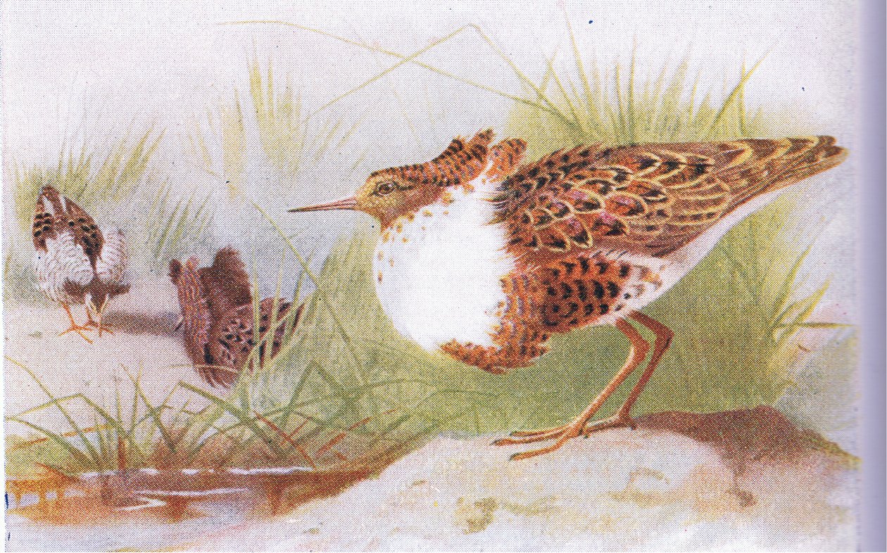 Ruffs and Reeves, fra Birds of the British Isles and Their Eggs utgitt av Frederick Warne & Co Ltd, 1958 av Archibald Thorburn