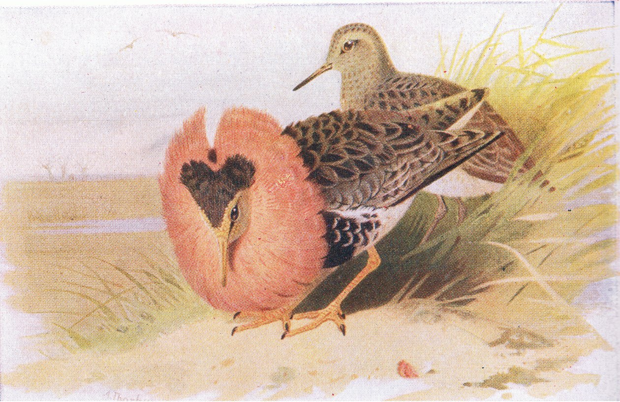 Ruffs and Reeves, fra Birds of the British Isles and Their Eggs utgitt av Frederick Warne & Co Ltd, 1958 av Archibald Thorburn