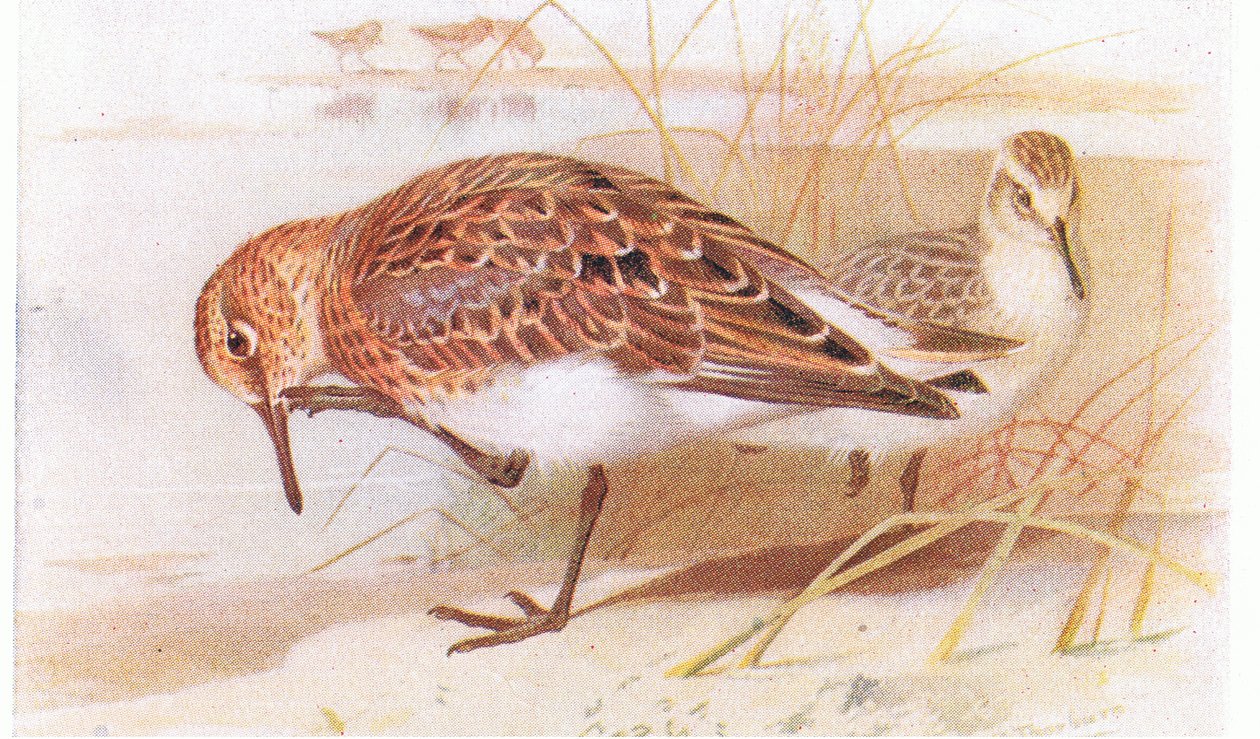 Sanderling, fra Birds of the British Isles and Their Eggs utgitt av Frederick Warne & Co Ltd, 1958 av Archibald Thorburn