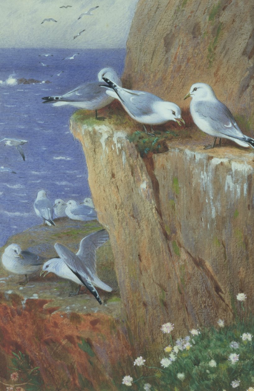 Måker av Archibald Thorburn