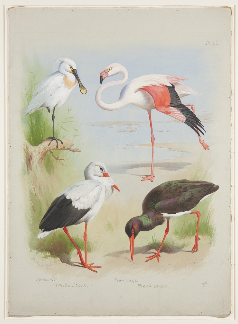 Skestork, flamingo og storke, ca. 1915 (akvarell og kroppsfarge over blyant på papir) av Archibald Thorburn