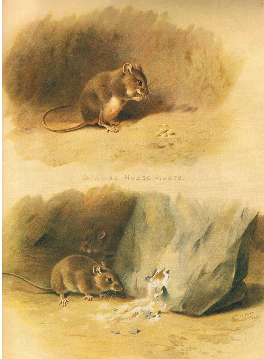St Kilda House Mouse and Common Mouse, fra Thorburns Mammals utgitt av Longmans and Co, ca. 1920 av Archibald Thorburn