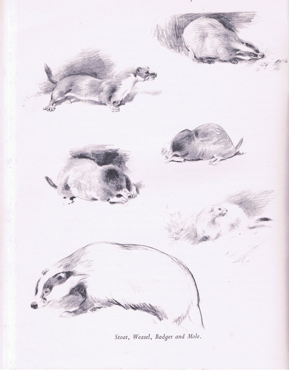 Stoat, Weasel, Grevling og føflekk, 1938 av Archibald Thorburn