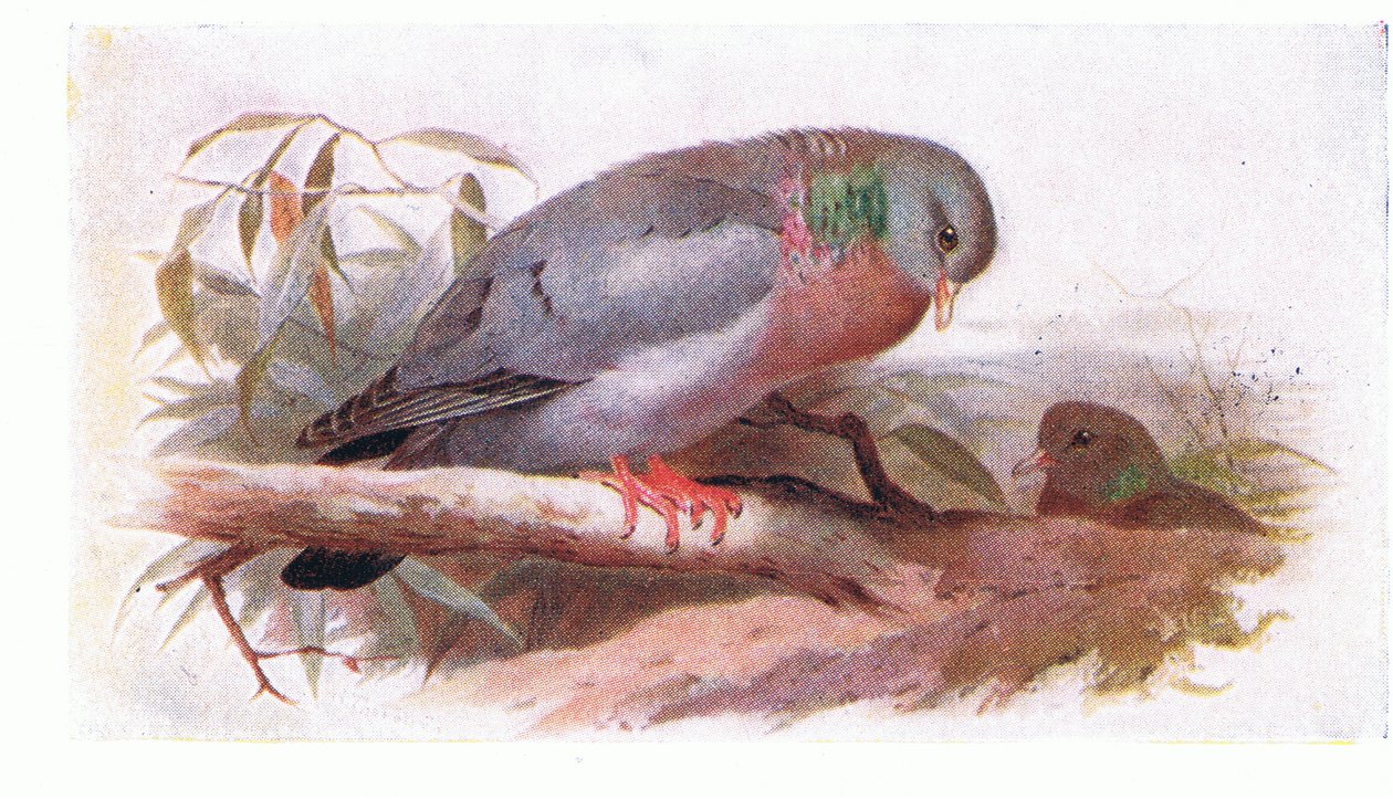 Stock Dove, fra Birds of the British Isles and Their Eggs utgitt av Frederick Warne & Co Ltd, 1958 av Archibald Thorburn