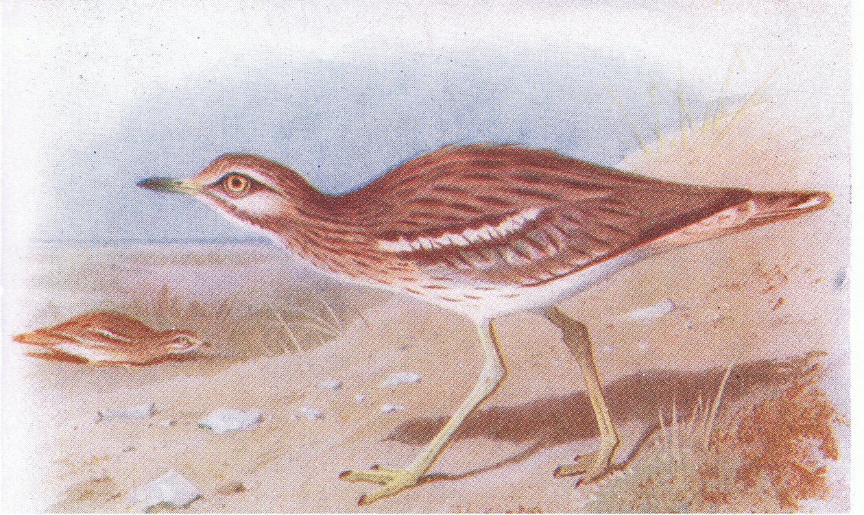 Stone Curlew, fra Birds of the British Isles and Their Eggs utgitt av Frederick Warne & Co Ltd, 1958 av Archibald Thorburn