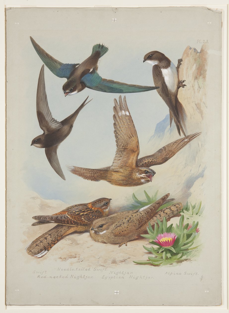 Swift, ca. 1915 (akvarell og kroppsfarge over blyant på papir) av Archibald Thorburn