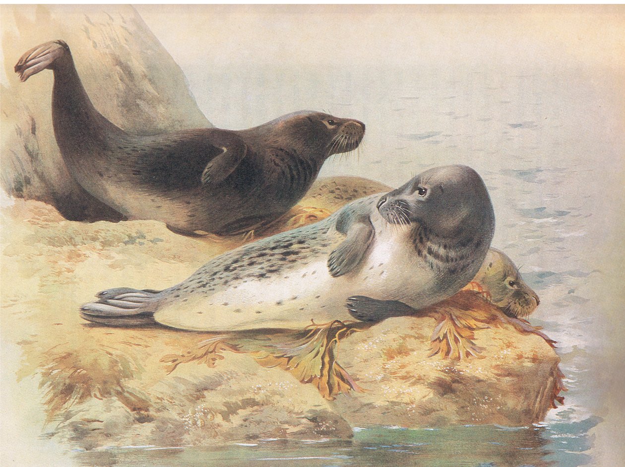 The Grey Seal, fra Thorburns Mammals utgitt av Longmans og Co, ca. 1920 av Archibald Thorburn
