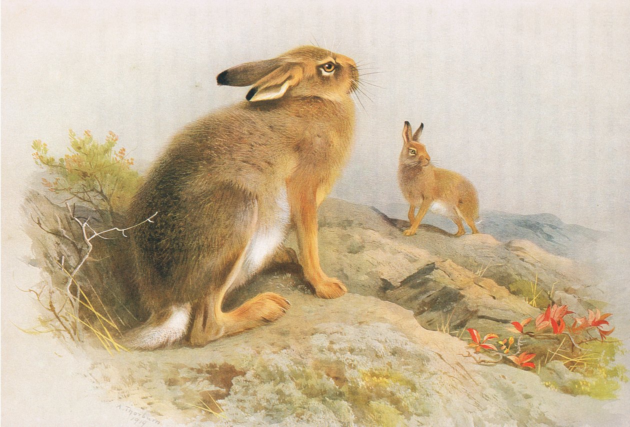 The Mountain Hare and the Irish Hare om høsten, fra Thorburns Mammals utgitt av Longmans and Co, ca. 1920 av Archibald Thorburn