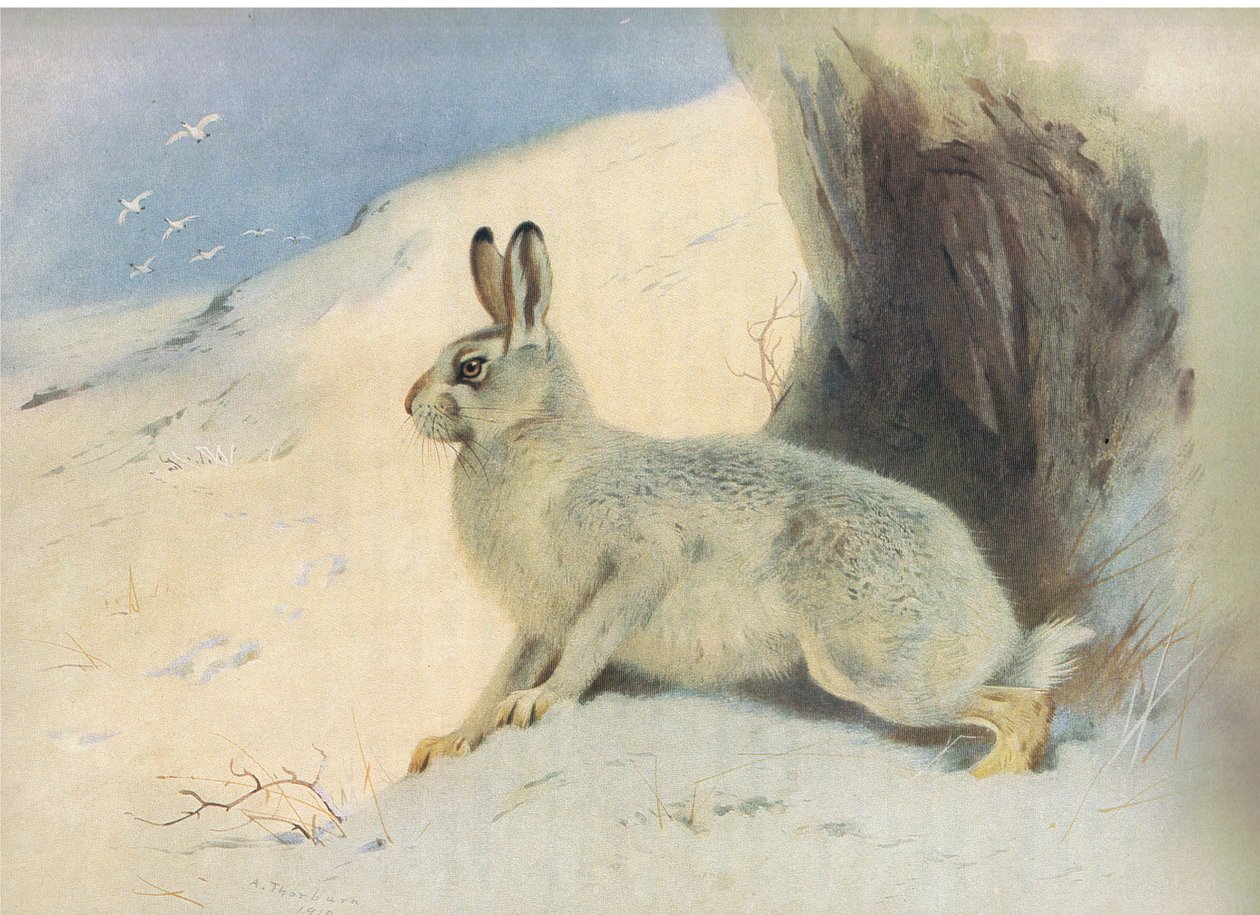 The Mountain Hare in winter , fra Thorburns Mammals utgitt av Longmans og Co, ca. 1920 av Archibald Thorburn