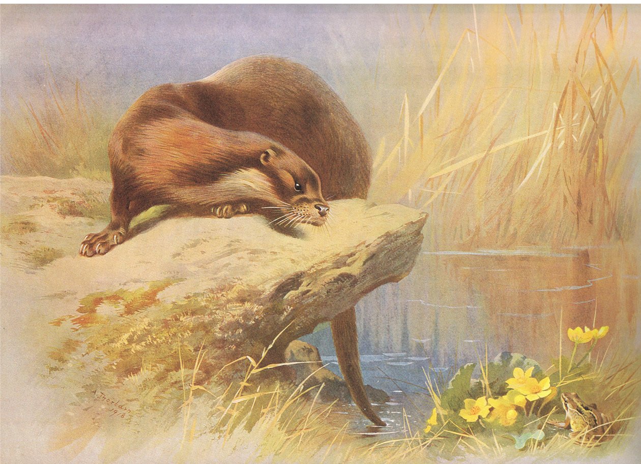 The Otter, fra Thorburn