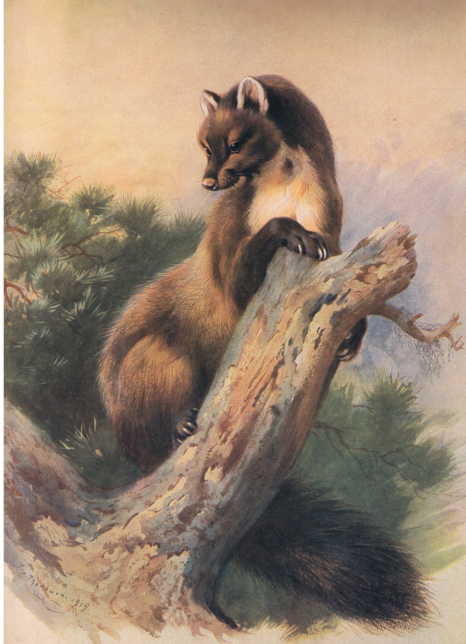 The Pine Marten, fra Thorburns Mammals utgitt av Longmans and Co, ca. 1920 av Archibald Thorburn