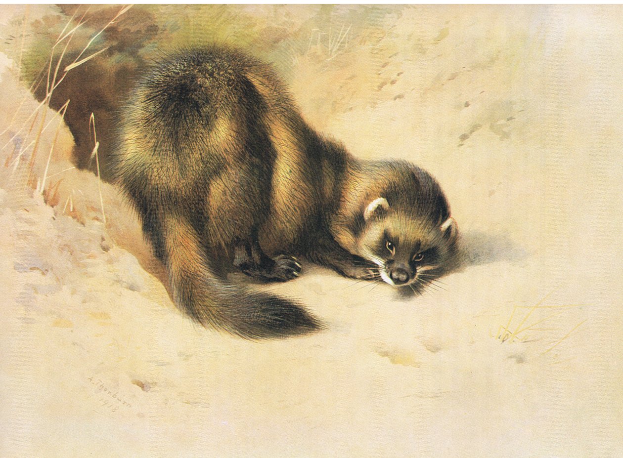 The Polecat, fra Thorburns Pattedyr utgitt av Longmans og Co, ca. 1920 av Archibald Thorburn