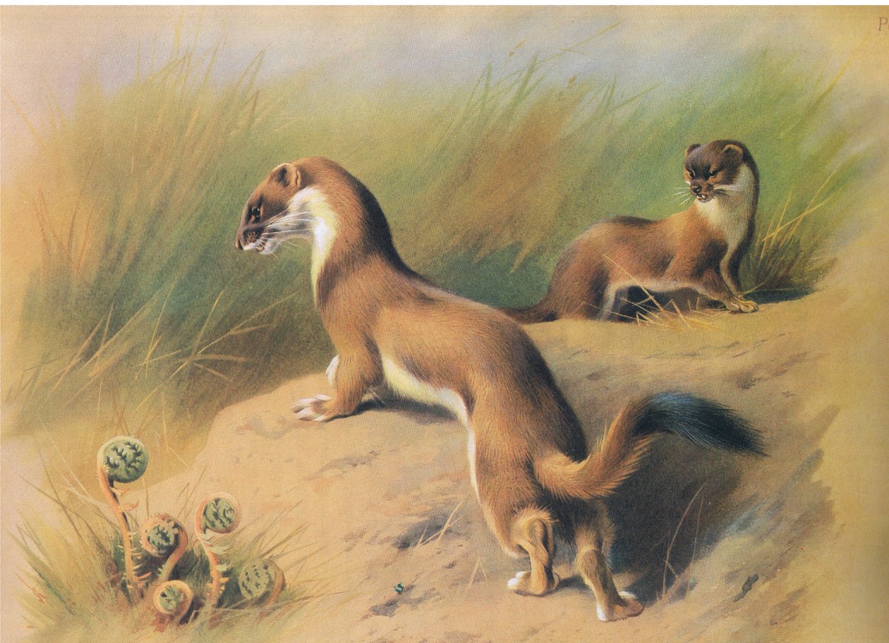 The Stoat, fra Thorburns Mammals utgitt av Longmans og Co, ca. 1920 av Archibald Thorburn