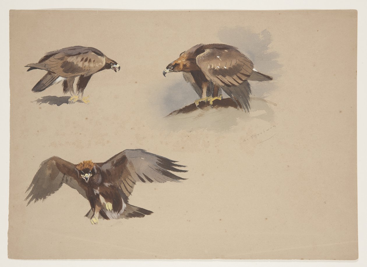 Tre små skisser av en kongeørn, ca. 1915 (akvarell og kroppsfarge over blyant på papir) av Archibald Thorburn