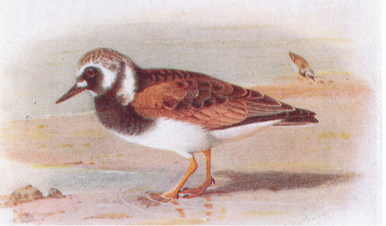 Turnstone, fra Birds of the British Isles and Their Eggs utgitt av Frederick Warne & Co Ltd, 1958 av Archibald Thorburn