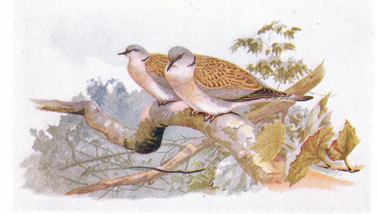 Turtle Dove, fra Birds of the British Isles and Their Eggs utgitt av Frederick Warne & Co Ltd, 1958 av Archibald Thorburn