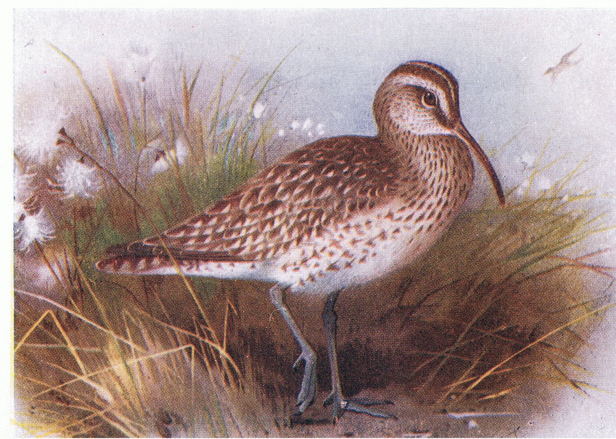 Whimbrel, fra Birds of the British Isles and Their Eggs utgitt av Frederick Warne & Co Ltd, 1958 av Archibald Thorburn